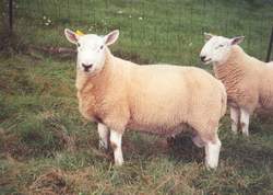 Cheviot2.jpg
